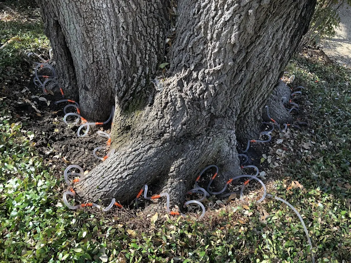 Detailed Tree Cabling and Bracing job site in Trevett
