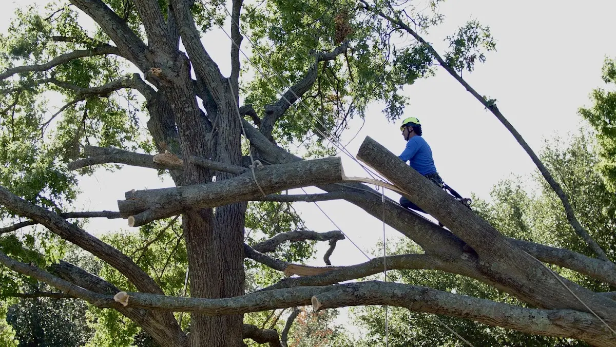 Professional Hazardous Tree Removal performed by certified arborists in Trevett