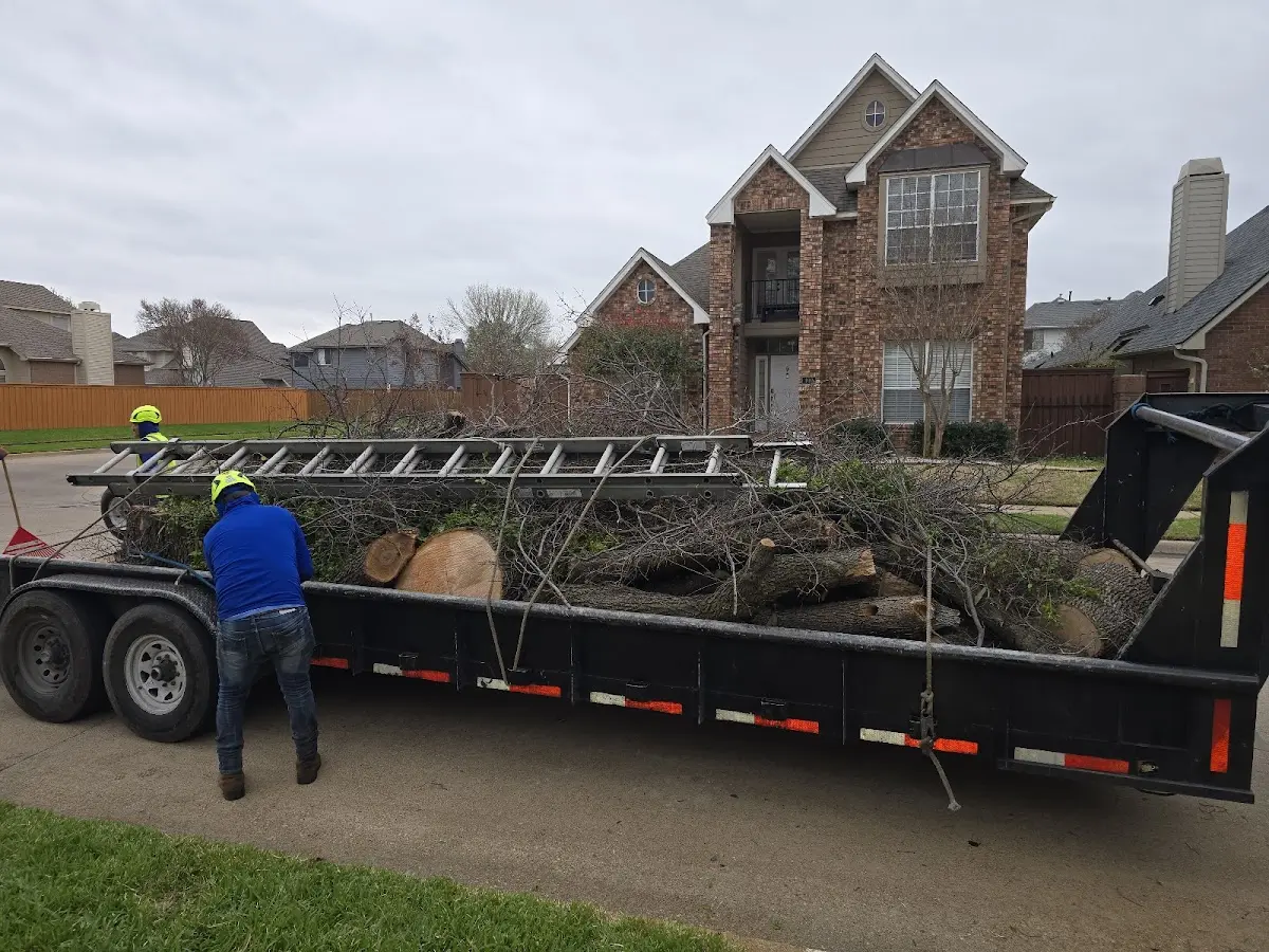 Expert Tree Pest Control with proper safety equipment in Trevett